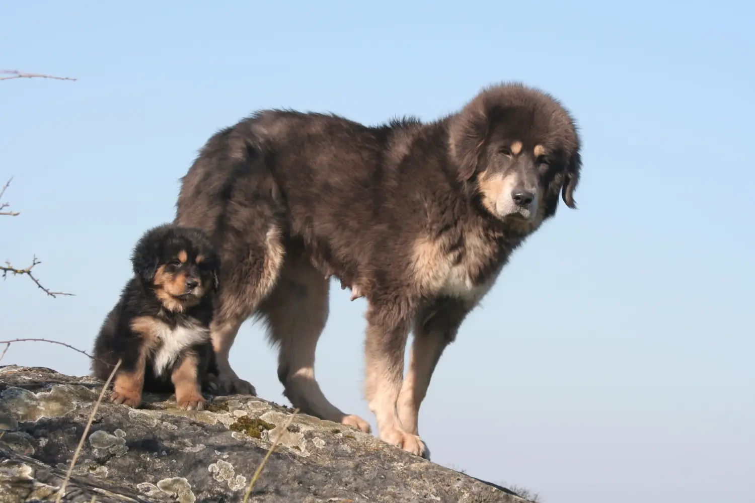 Buying a Tibetan Mastiff puppy means taking responsibility! Buy Tibetan Mastiff puppies.