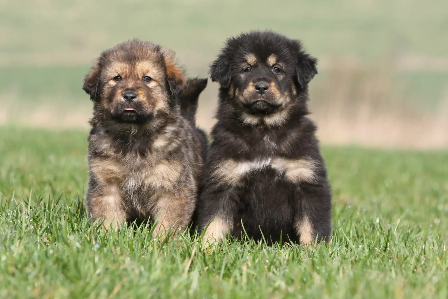 Buying a Tibetan Mastiff puppy means taking responsibility! Buy Tibetan Mastiff puppies.