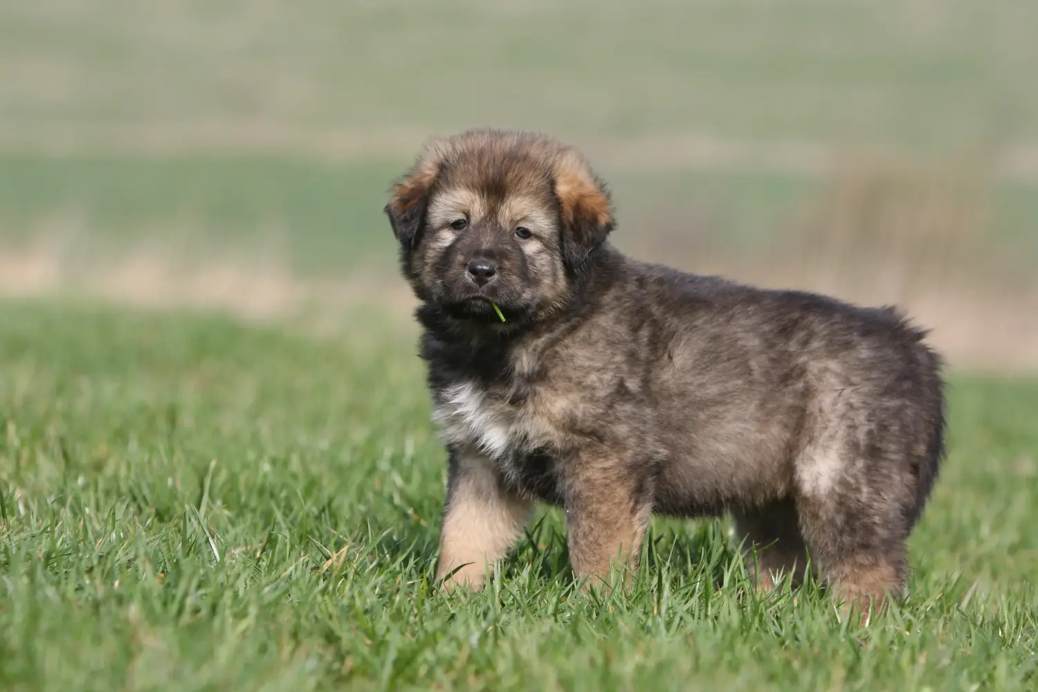 Buying a Tibetan Mastiff puppy means taking responsibility! Buy Tibetan Mastiff puppies.