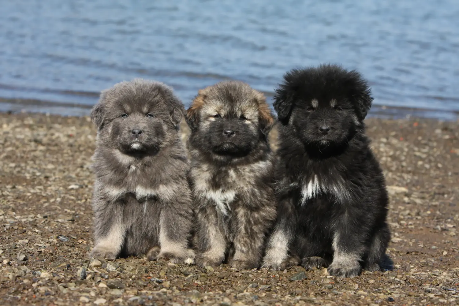 Buying a Tibetan Mastiff puppy means taking responsibility! Buy Tibetan Mastiff puppies.