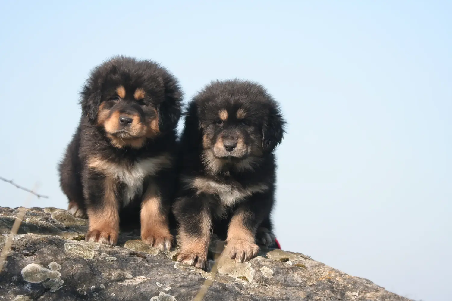 Buying a Tibetan Mastiff puppy means taking responsibility! Buy Tibetan Mastiff puppies.