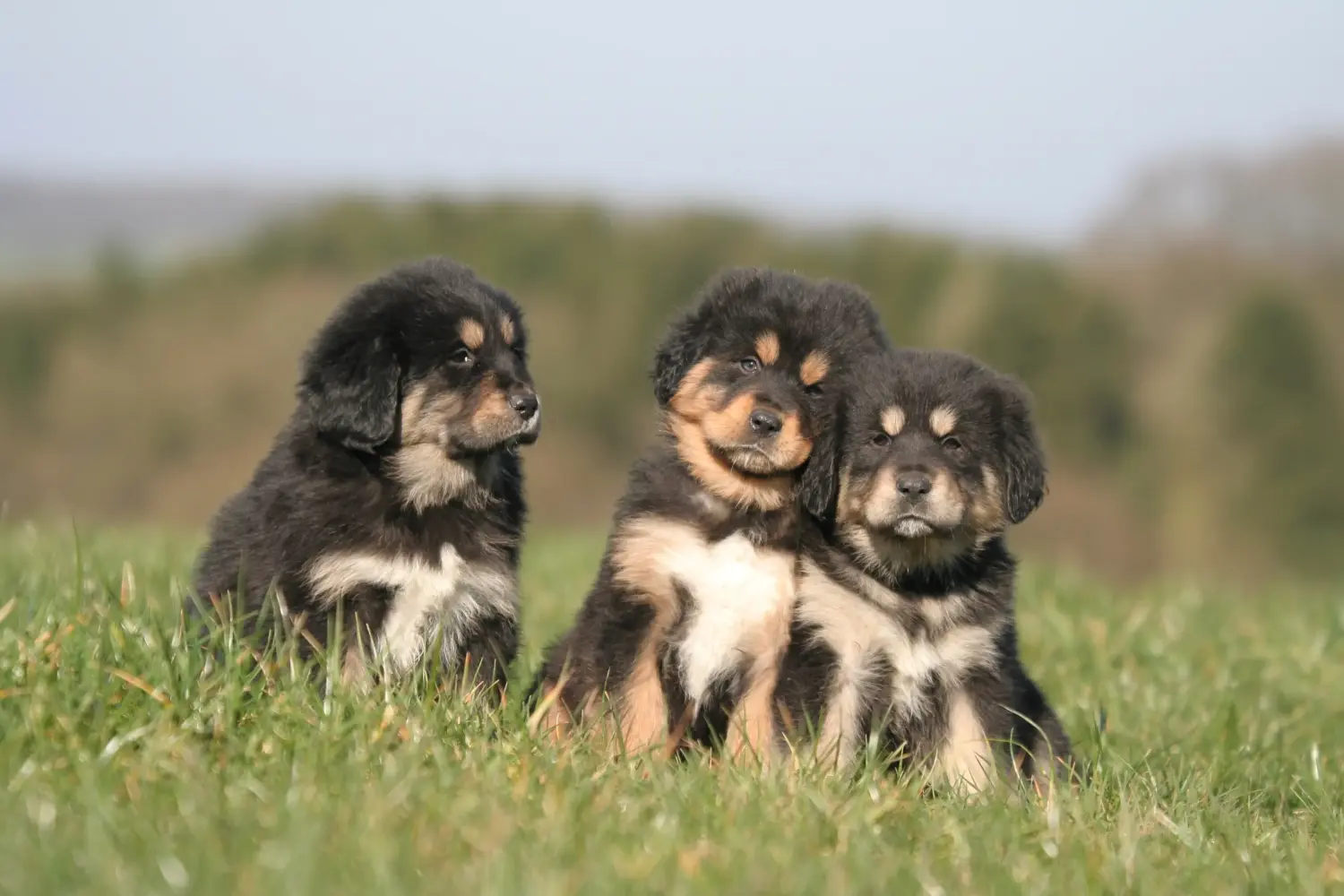 Buying a Tibetan Mastiff puppy means taking responsibility! Buy Tibetan Mastiff puppies.