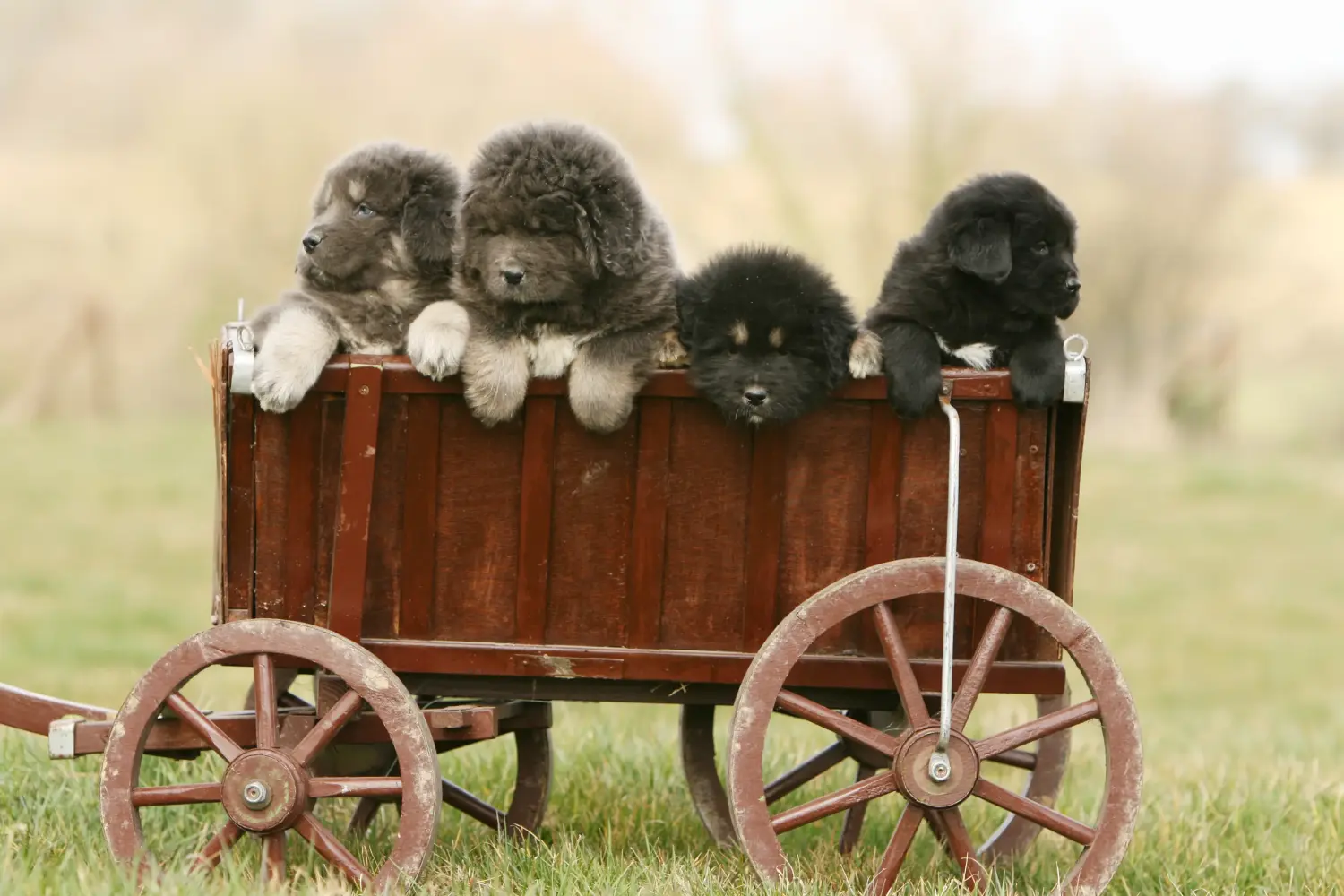 Buying a Tibetan Mastiff puppy means taking responsibility! Buy Tibetan Mastiff puppies.