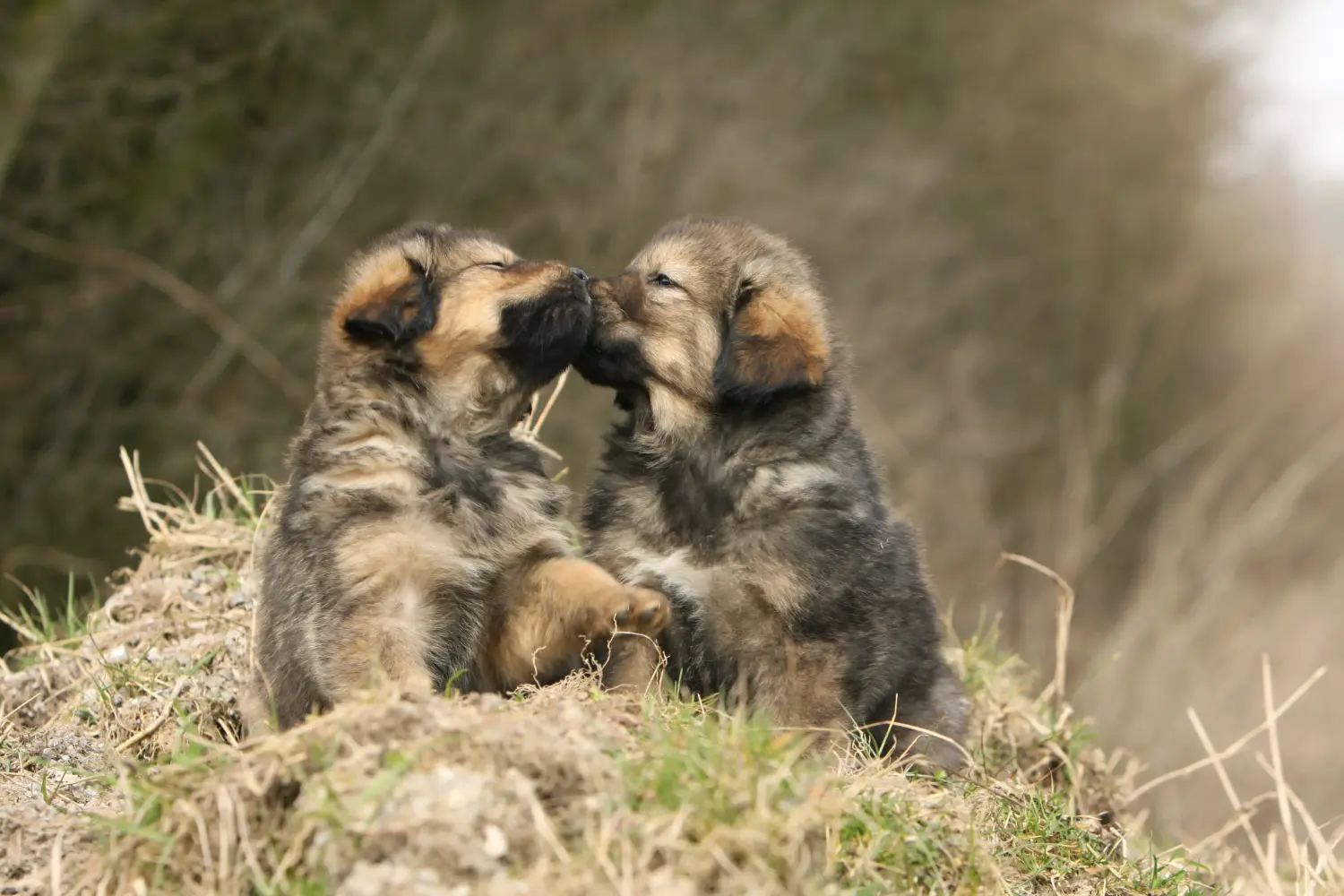 Buying a Tibetan Mastiff puppy means taking responsibility! Buy Tibetan Mastiff puppies.