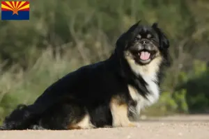 Read more about the article Tibetan Spaniel breeders and puppies in Arizona