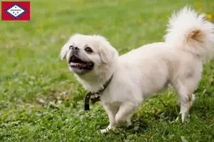 Read more about the article Tibetan Spaniel breeders and puppies in Arkansas