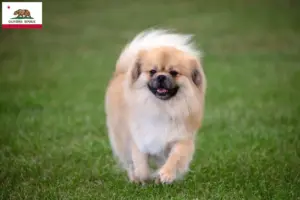 Read more about the article Tibetan Spaniel breeders and puppies in California