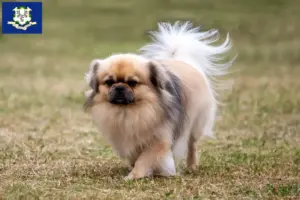 Read more about the article Tibetan Spaniel breeders and puppies in Connecticut
