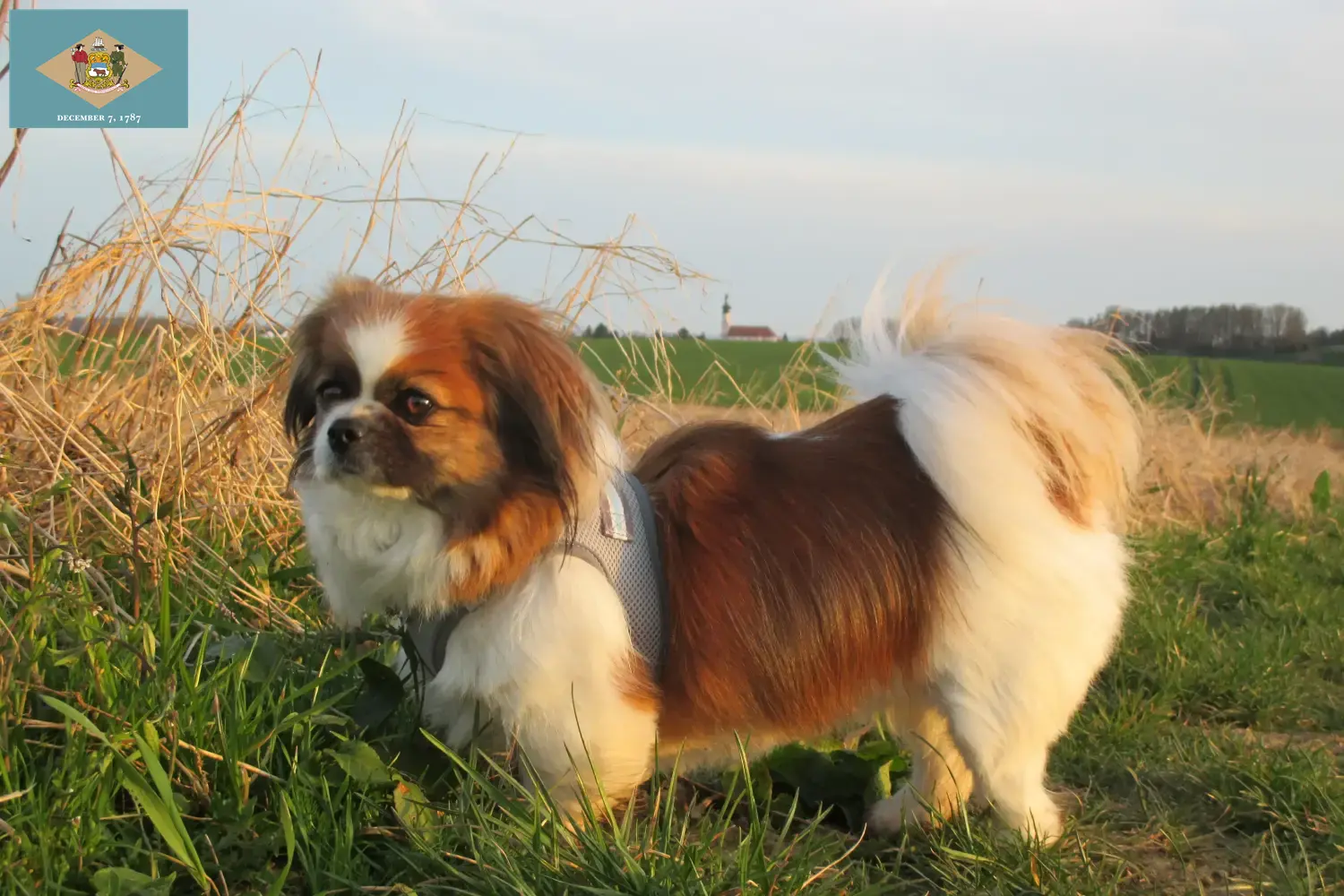 Tibetan Spaniel puppies and breeder Delaware Find Tibetan Spaniels breeders in Delaware.