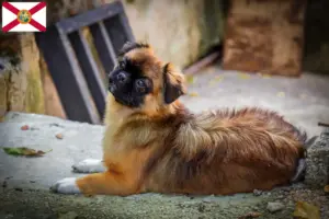 Read more about the article Tibetan Spaniel breeders and puppies in Florida
