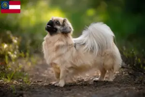Read more about the article Tibetan Spaniel breeders and puppies in Georgia