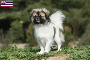 Read more about the article Tibetan Spaniel breeders and puppies in Hawaii