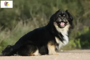 Read more about the article Tibetan Spaniel breeders and puppies in Illinois
