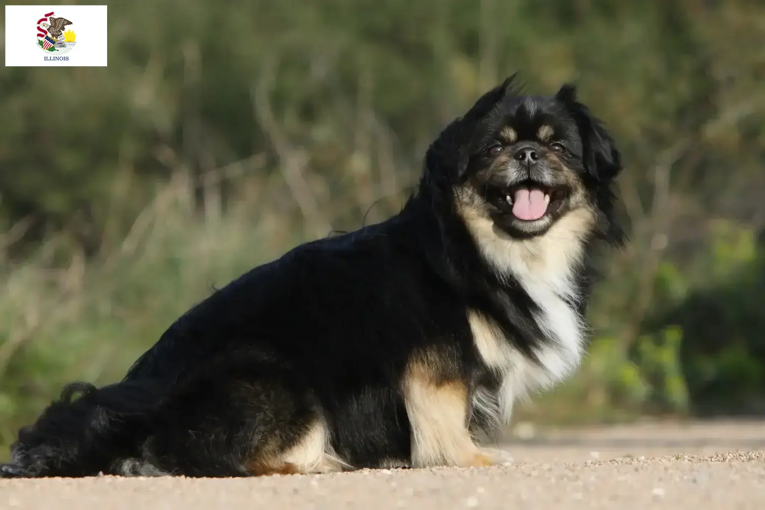Read more about the article Tibetan Spaniel breeders and puppies in Illinois
