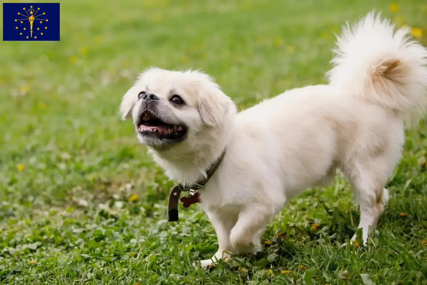 Read more about the article Tibetan Spaniel breeders and puppies in Indiana