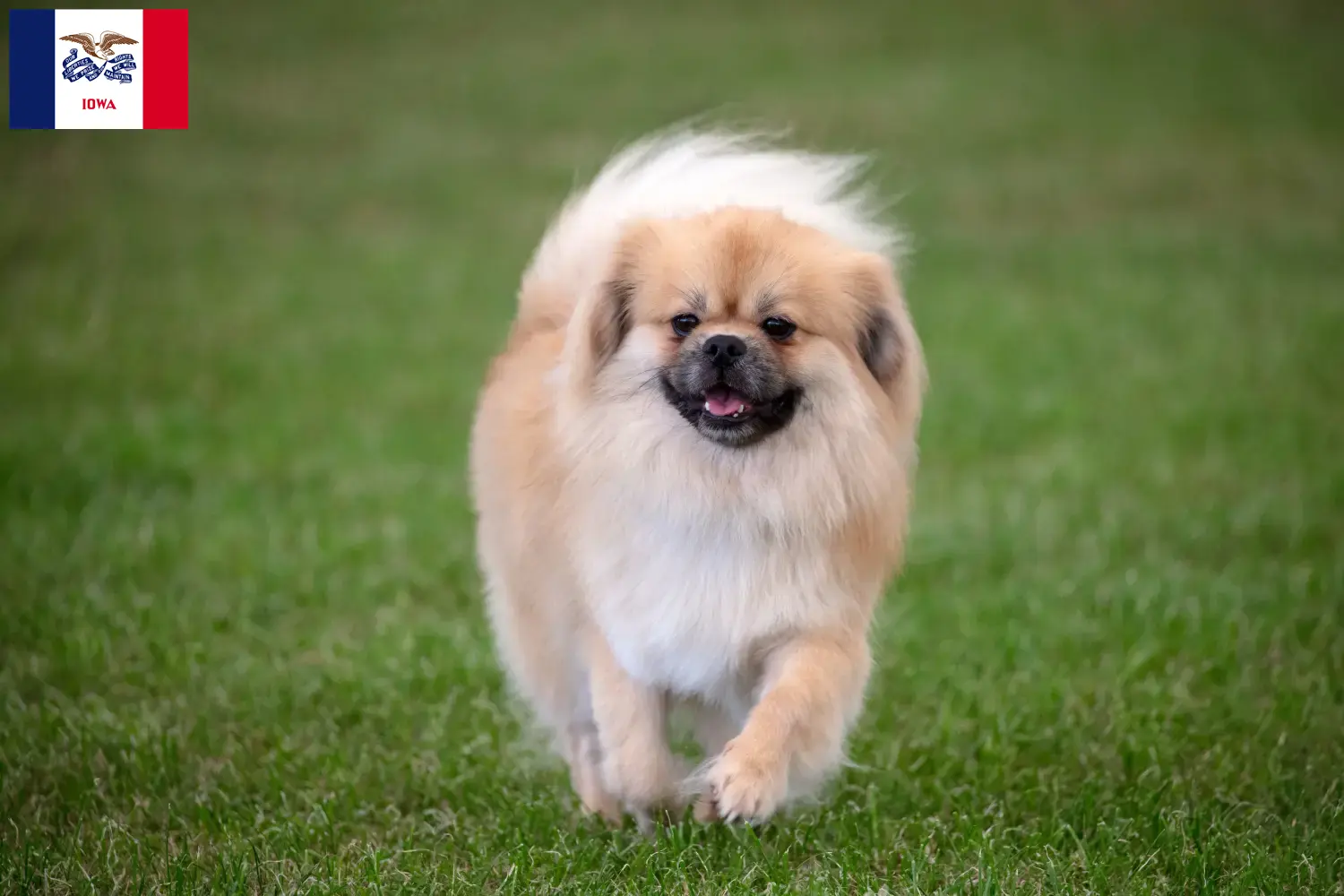 Read more about the article Tibetan Spaniel breeders and puppies in Iowa