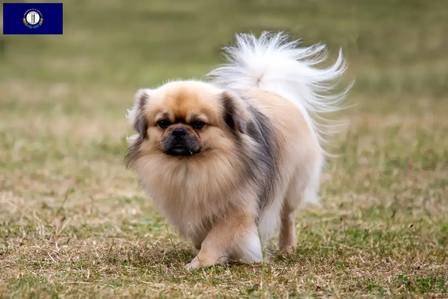 Read more about the article Tibetan Spaniel breeders and puppies in Kentucky