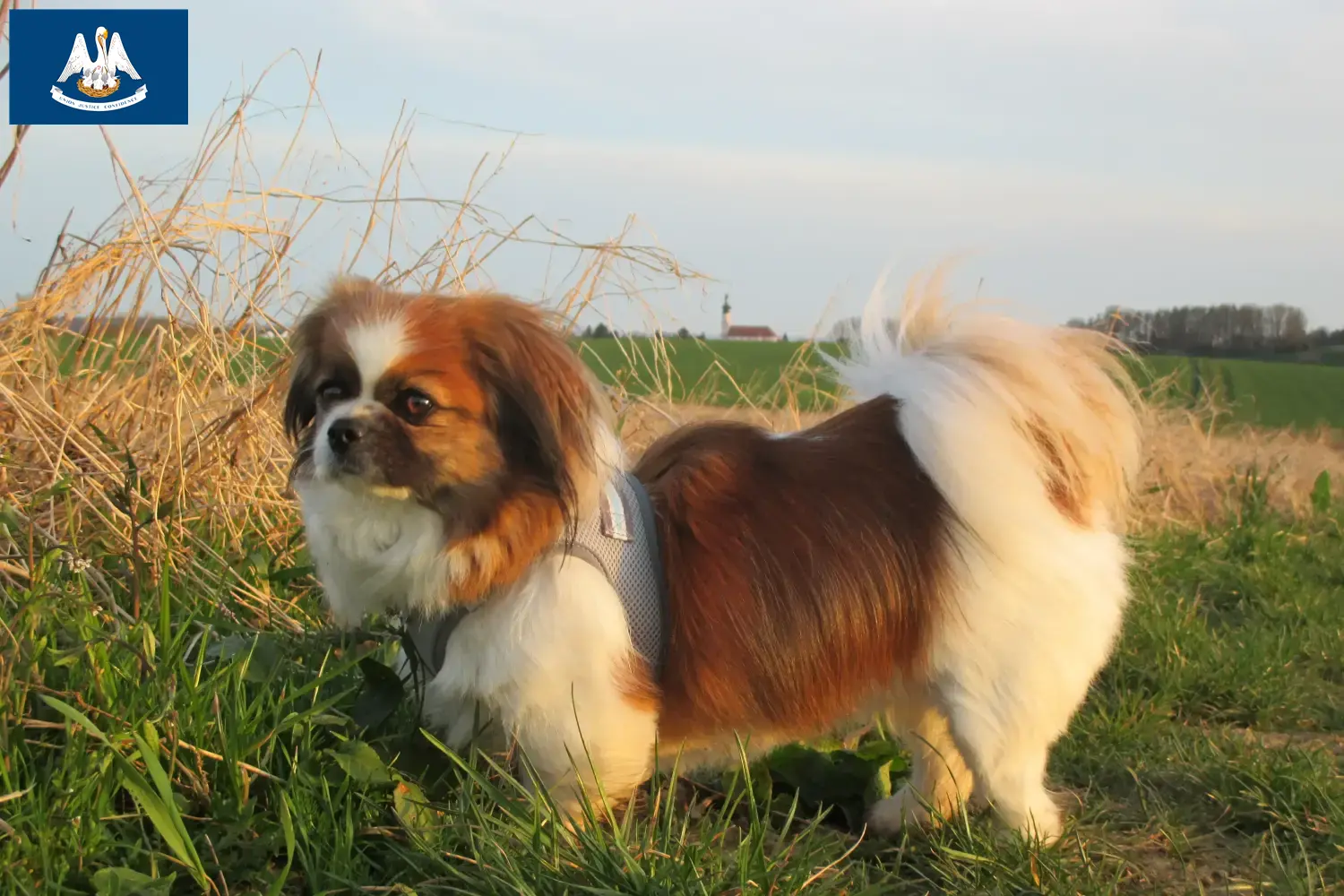 Read more about the article Tibetan Spaniel breeders and puppies in Louisiana