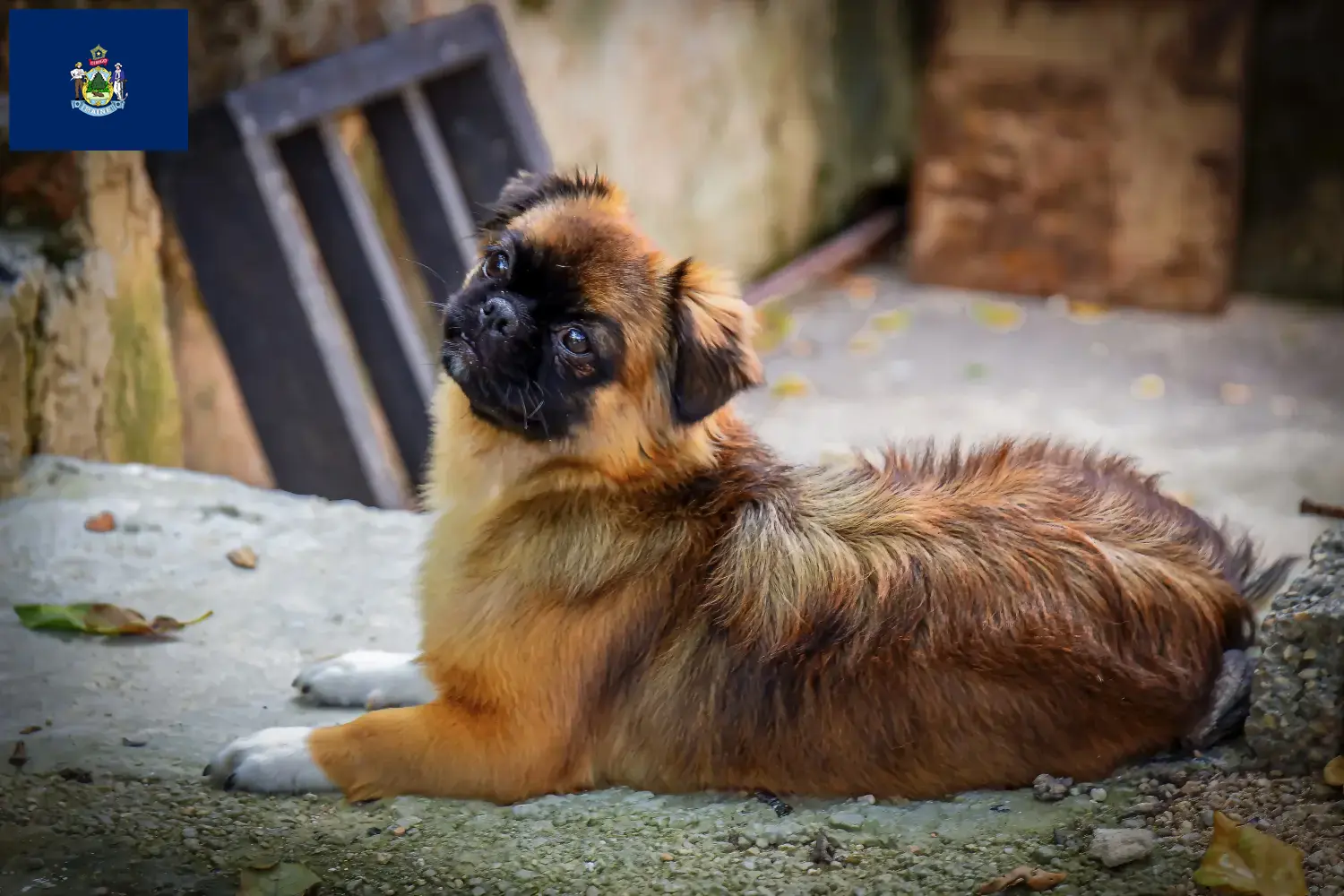 Read more about the article Tibetan Spaniel breeders and puppies in Maine