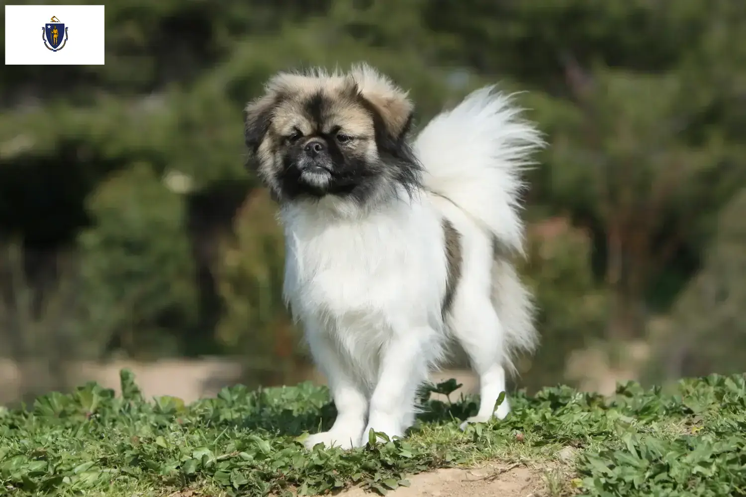 Read more about the article Tibetan Spaniel breeders and puppies in Massachusetts
