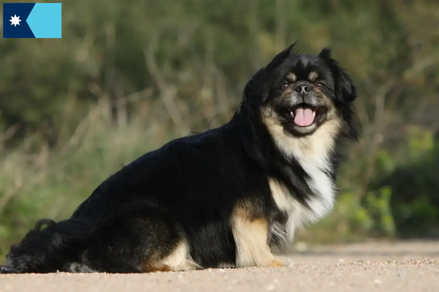 Read more about the article Tibetan Spaniel breeders and puppies in Minnesota
