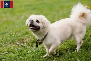 Read more about the article Tibetan spaniel breeders and puppies in Mississippi
