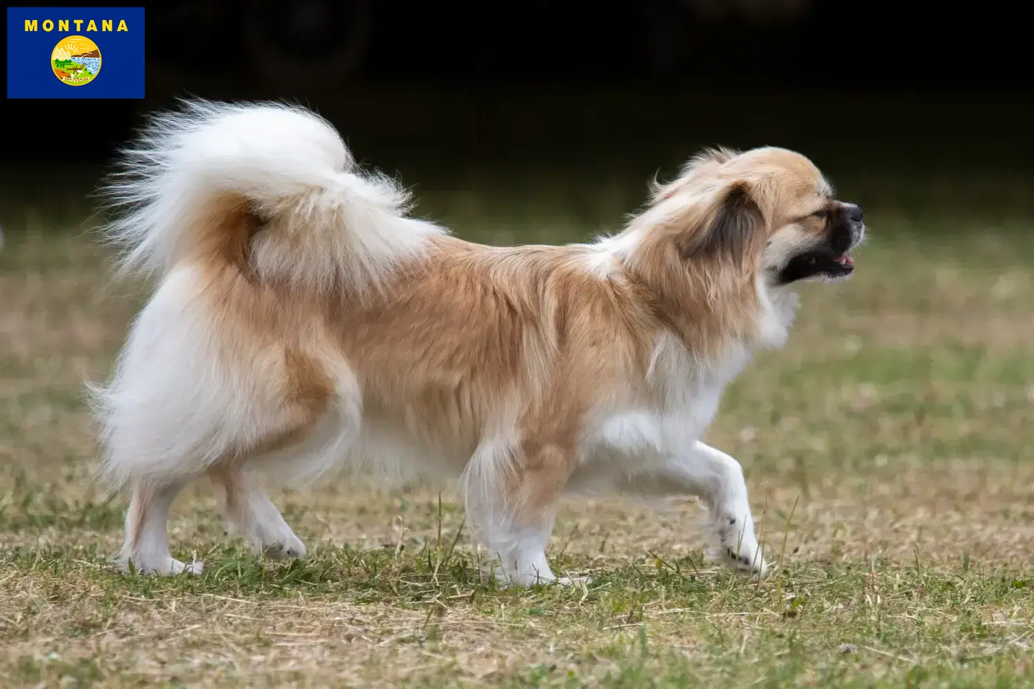 Read more about the article Tibetan Spaniel breeders and puppies in Montana