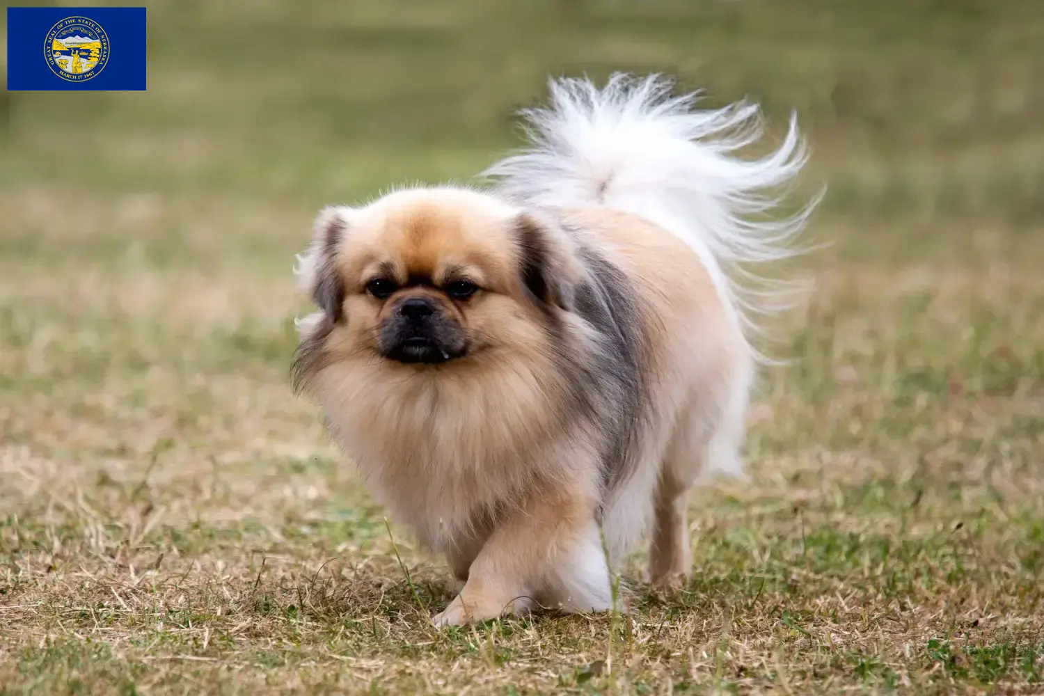 Read more about the article Tibetan Spaniel breeders and puppies in Nebraska