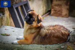 Read more about the article Tibetan Spaniel Breeder and Puppies in New Hampshire