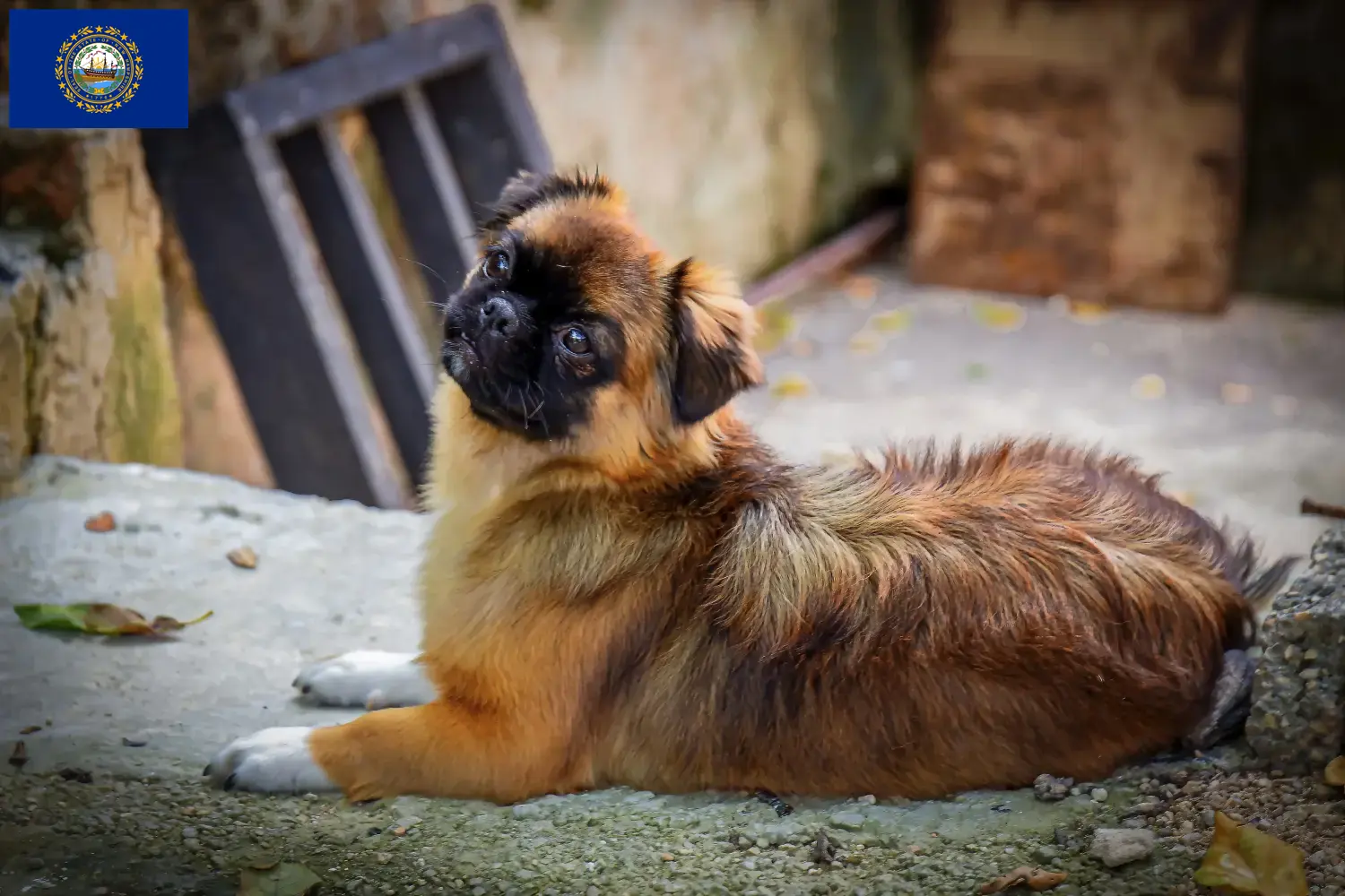Read more about the article Tibetan Spaniel Breeder and Puppies in New Hampshire