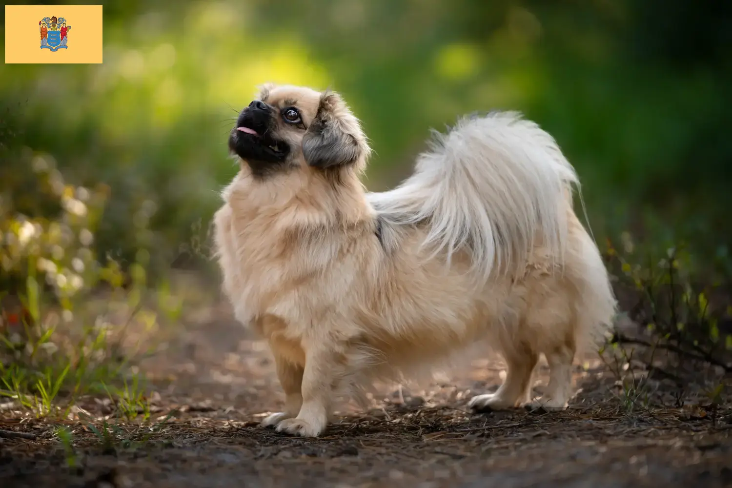Read more about the article Tibetan Spaniel Breeder and Puppies in New Jersey