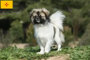 Read more about the article Tibetan Spaniel breeders and puppies in New Mexico