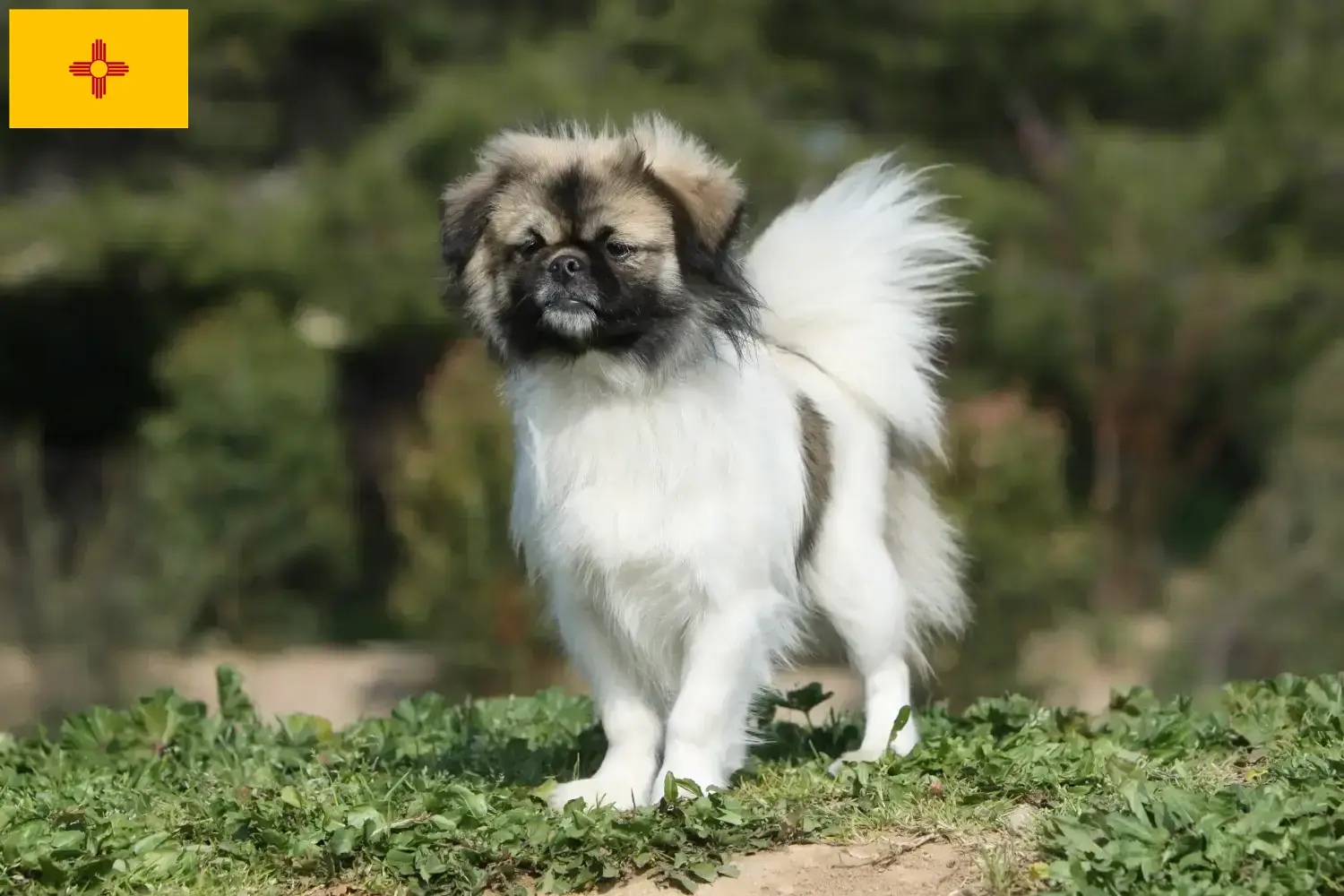 Read more about the article Tibetan Spaniel breeders and puppies in New Mexico