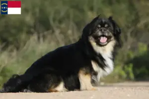Read more about the article Tibetan Spaniel breeders and puppies in North Carolina