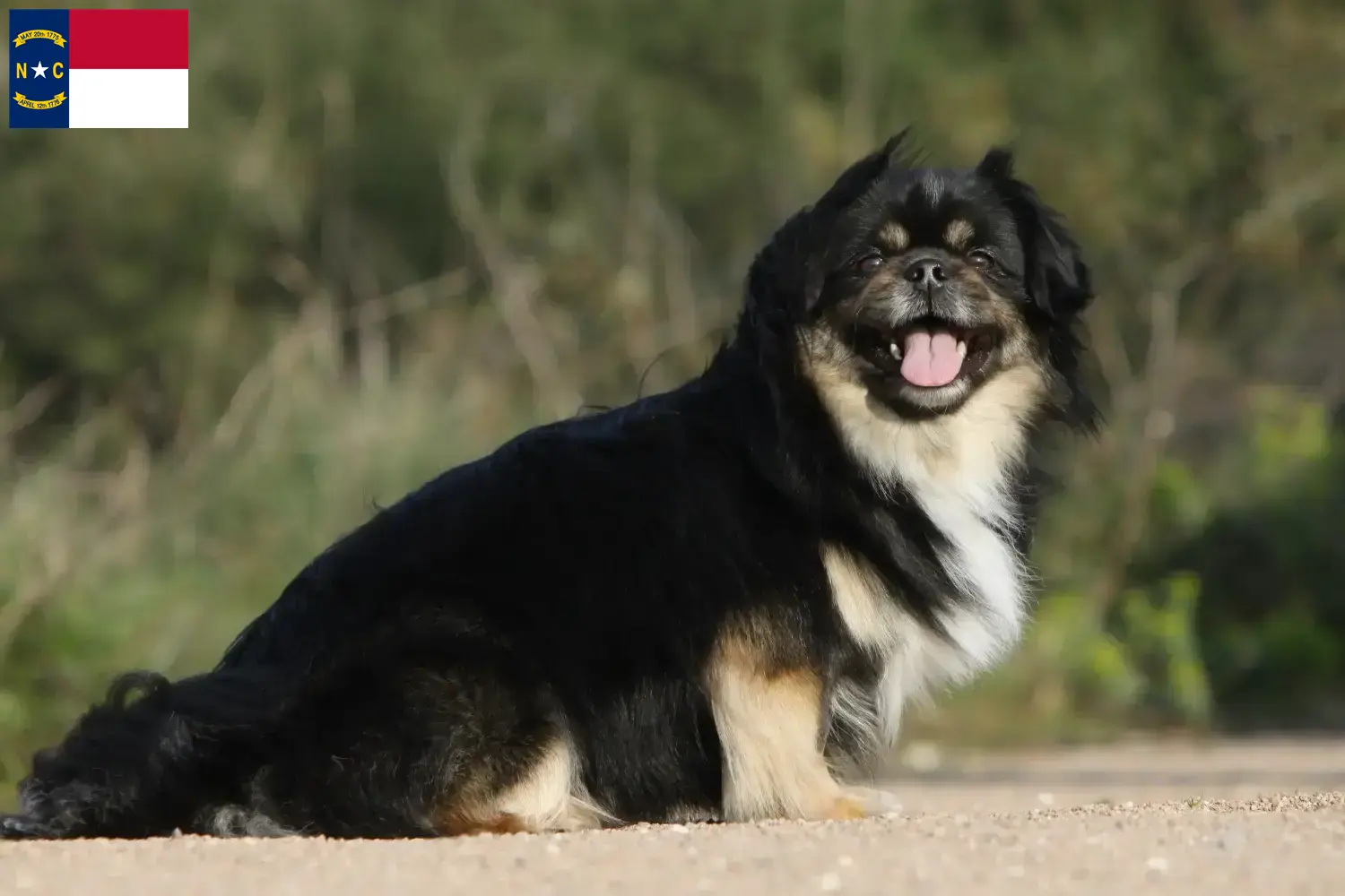 Read more about the article Tibetan Spaniel breeders and puppies in North Carolina