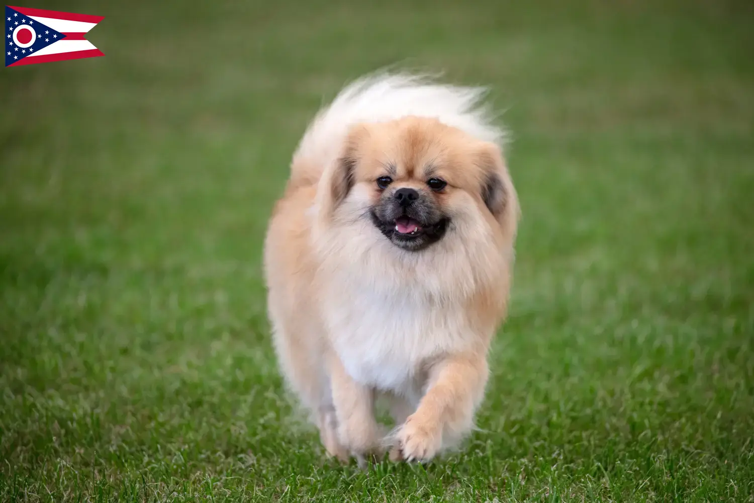 Read more about the article Tibetan Spaniel breeders and puppies in Ohio