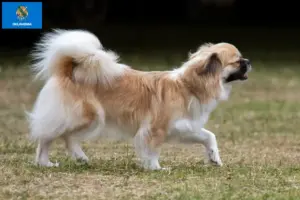 Read more about the article Tibetan Spaniel breeders and puppies in Oklahoma