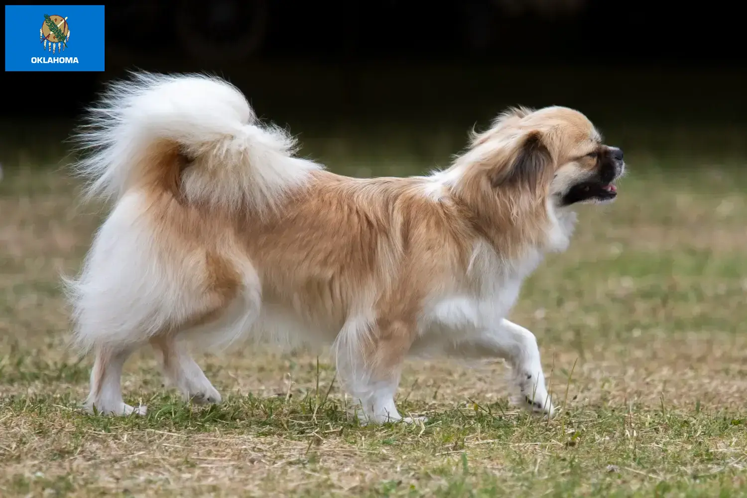 Read more about the article Tibetan Spaniel breeders and puppies in Oklahoma