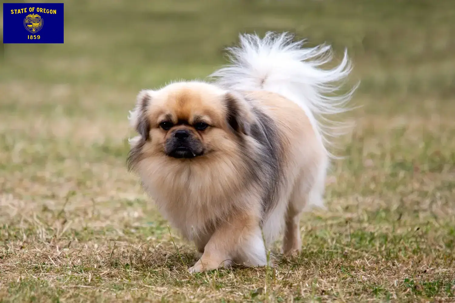 Read more about the article Tibetan Spaniel breeders and puppies in Oregon