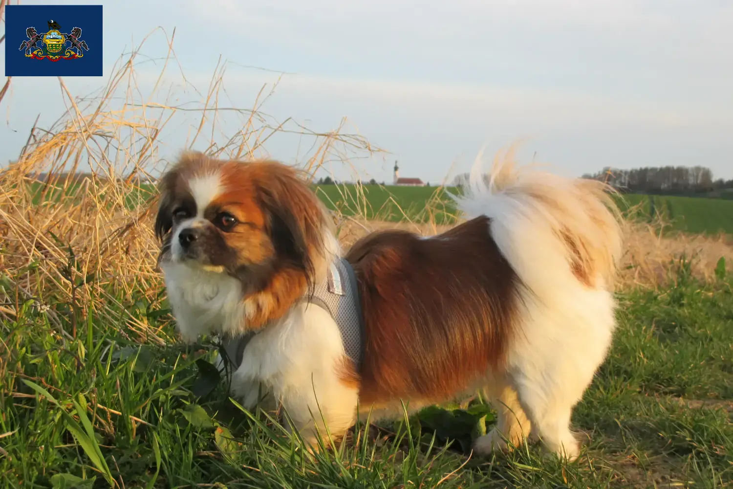 Read more about the article Tibetan Spaniel Breeder and Puppies in Pennsylvania
