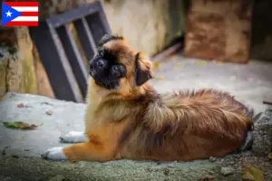 Read more about the article Tibetan Spaniel breeders and puppies in Puerto Rico