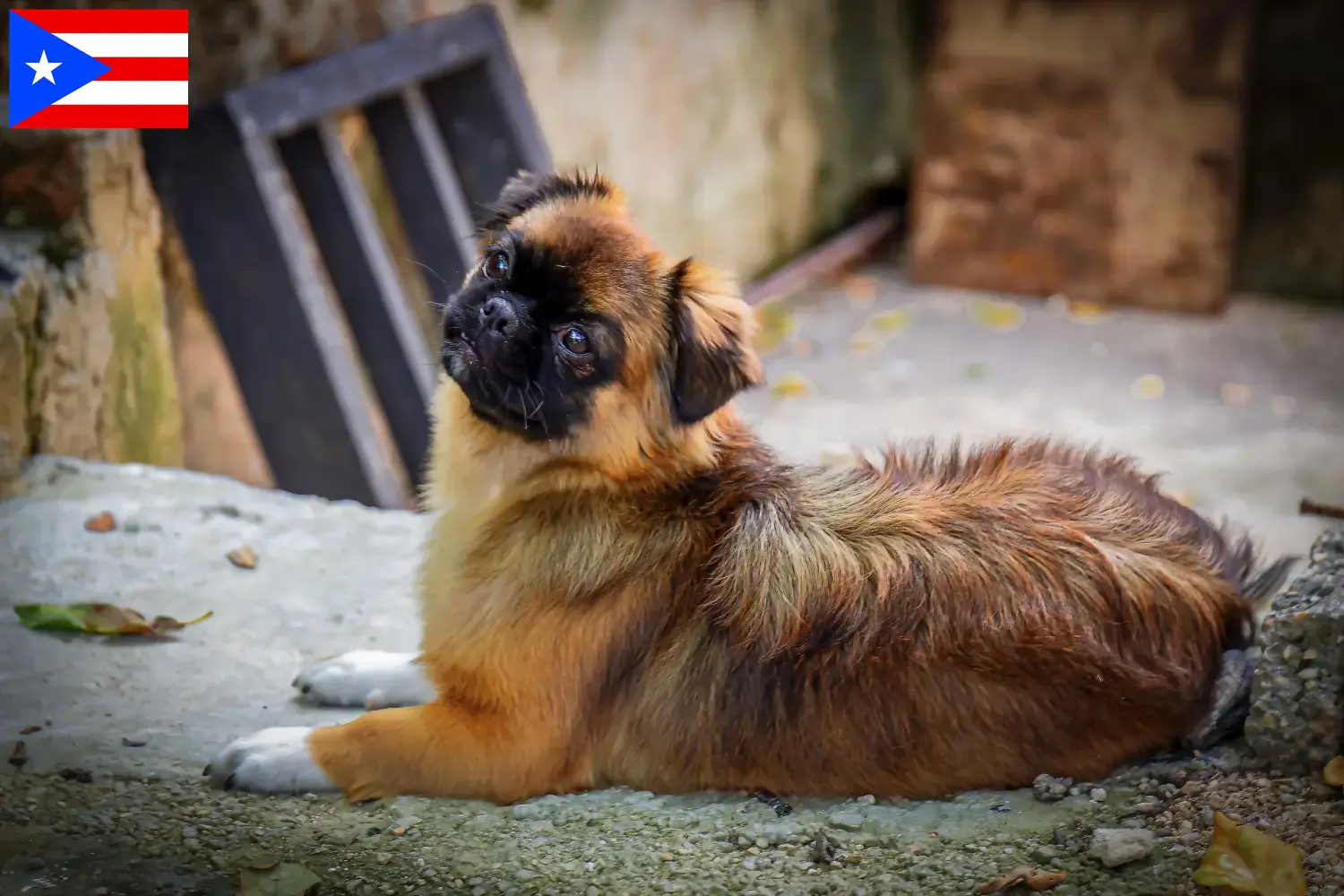 Read more about the article Tibetan Spaniel breeders and puppies in Puerto Rico