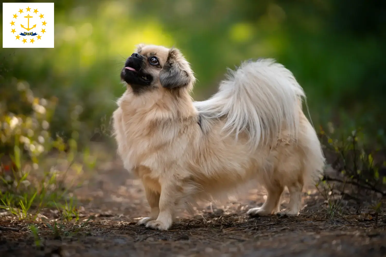 Read more about the article Tibetan Spaniel Breeders and Puppies in Rhode Island