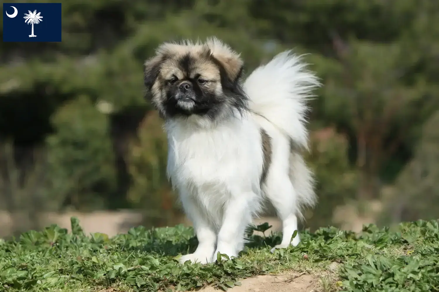 Read more about the article Tibetan Spaniel breeders and puppies in South Carolina