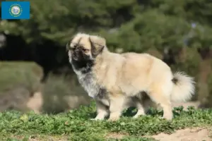 Read more about the article Tibetan Spaniel breeders and puppies in South Dakota