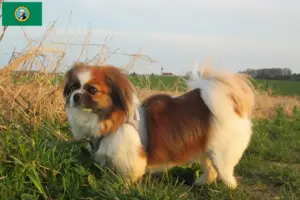 Read more about the article Tibetan Spaniel breeders and puppies in Washington
