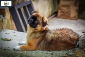 Read more about the article Tibetan Spaniel breeders and puppies in West Virginia