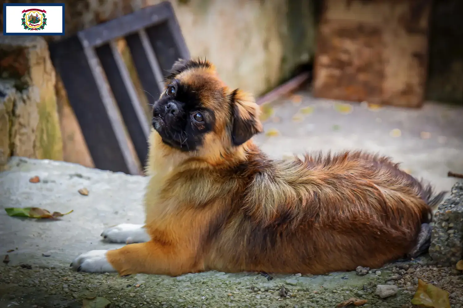 Tibetan Spaniel puppies and breeders West Virginia Find Tibetan Spaniels breeders in West Virginia.