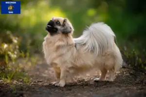 Read more about the article Tibetan Spaniel breeders and puppies in Wisconsin