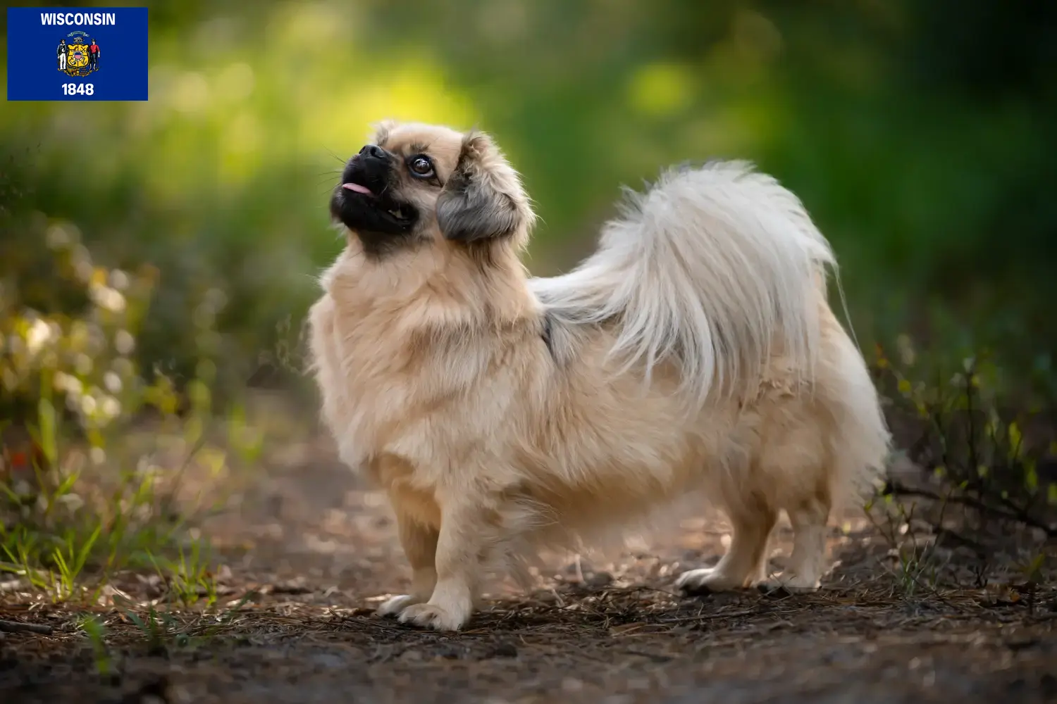 Tibetan Spaniel puppies and breeders Wisconsin Find Tibetan Spaniels breeders in Wisconsin.
